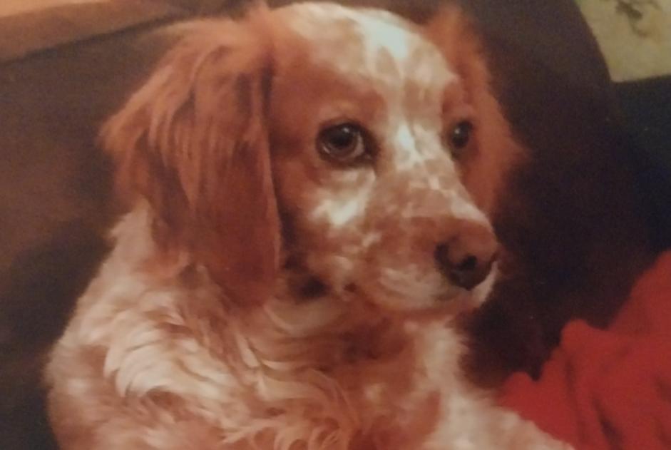 Disappearance alert Dog  Female , 12 years Montdragon France